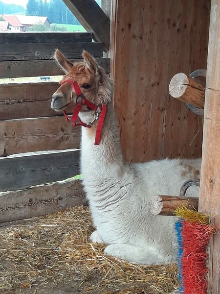 tierpfleger_pferdewirt___gut_aiderbichl_3